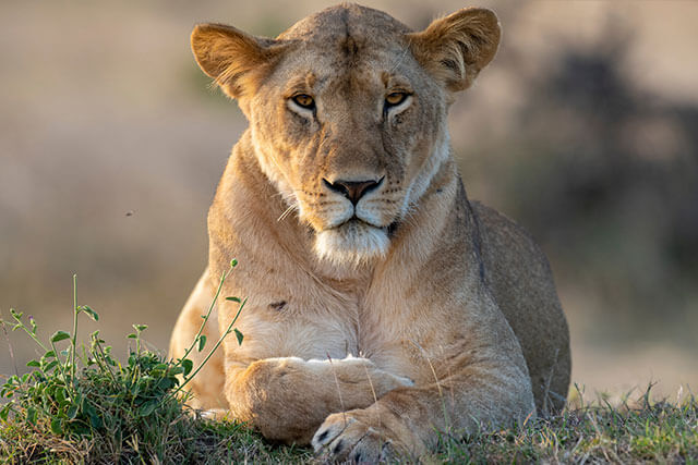 Der zoologische Park Le Domaine des Fauves