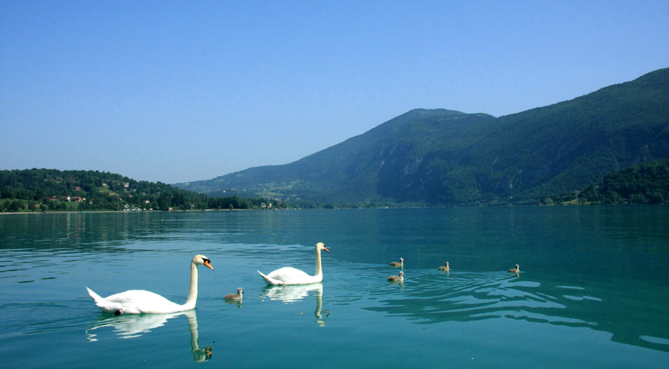 The fauna and flora of Lac du Bourget