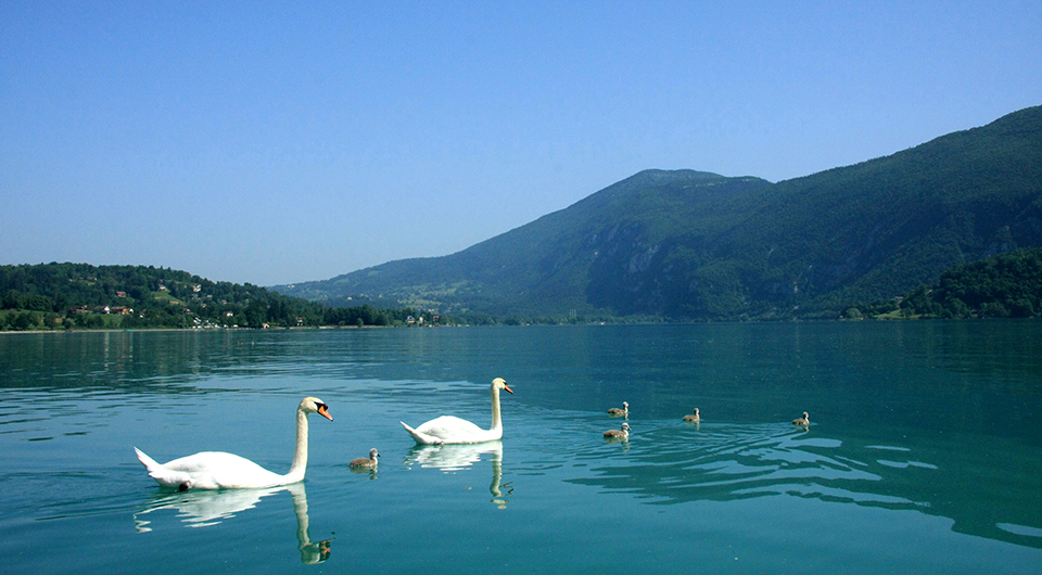 Fauna und Flora des Lac du Bourget