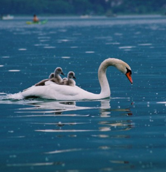 The fauna and flora of Lake Aiguebelette in Savoy