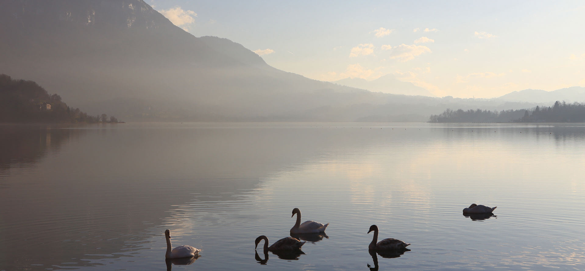 De fauna van het meer van Aiguebelette bij zonsopgang